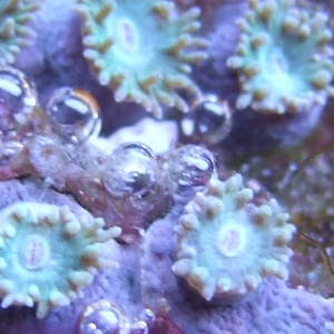 Various-corals-macro