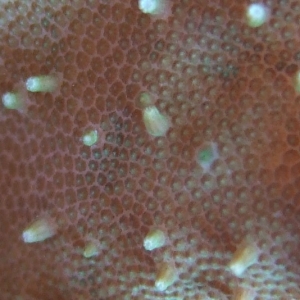 Various-corals-macro