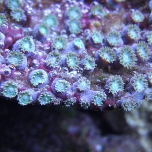 More coral pics