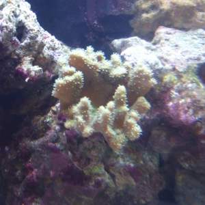 More coral pics