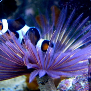 Clown Enjoying his Feather Mattress