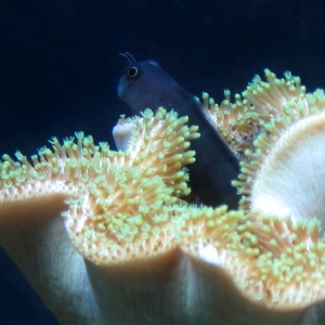 Blenny living in Green Tip Toadstool