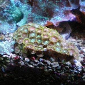 new zoa