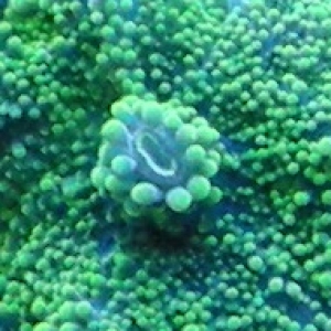 bright green ricordea for sale