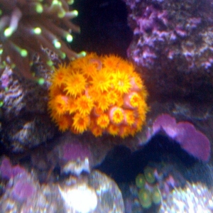 sun coral