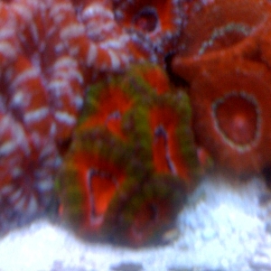 acan