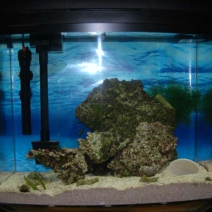 fish_tank_039