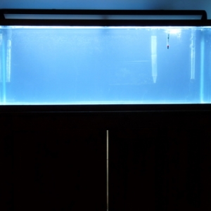 Dianne's 55 gallon upgrade