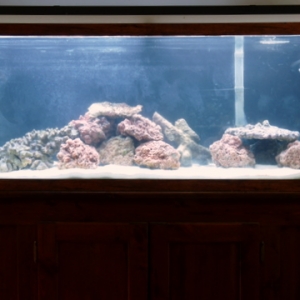 Dianne's 55 gallon upgrade