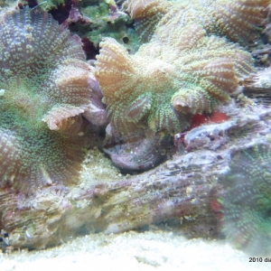 Dianne's 2.5 year-old nano reef