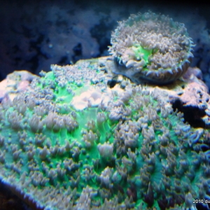 Dianne's 2.5 year-old nano reef