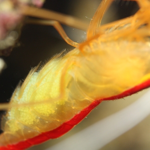 Cleaner Shrimp Eggs