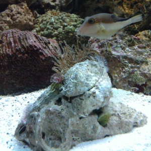 Puffer_sneaking_up