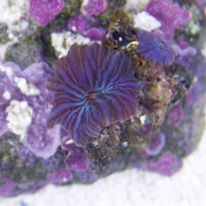 Blue Stripe mushroom