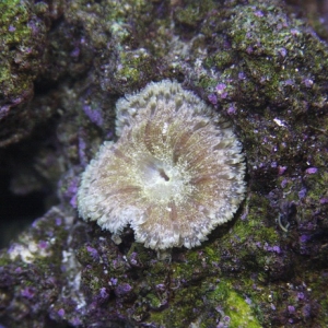 Rock Anemone