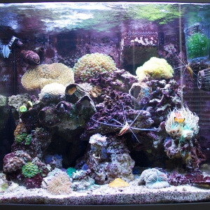 Latest Full Tank Shot