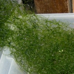 Chaeto_macro_algae_sale