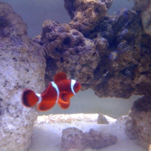 Maroon Clown Fish