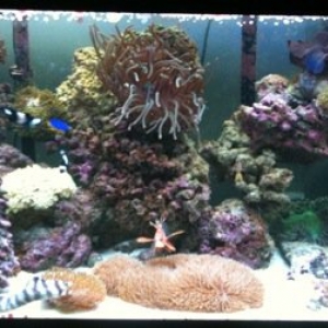 My tank