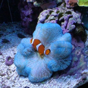 Stichodactyla Haddoni - Haddon's Blue Carpet Anemone