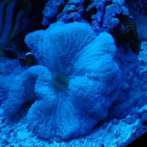 Stichodactyla Haddoni - Haddon's Blue Carpet Anemone Actinic