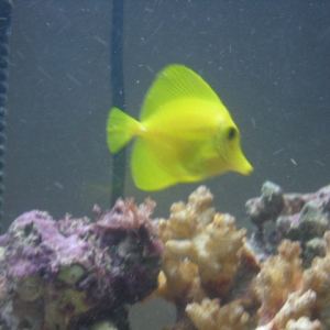 yellow tang