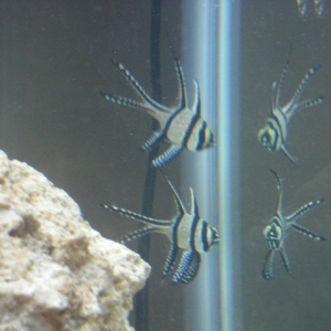 banggai cardinal pair.