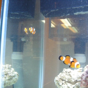 pair of clowfish.