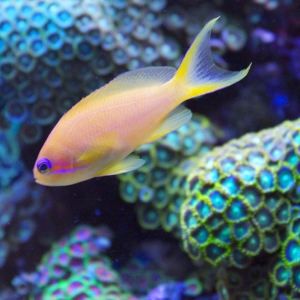 anthias in my RSM 130D