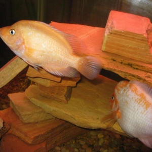 Midas Chichlids Now