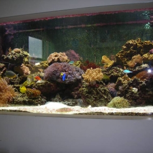 fishtank11