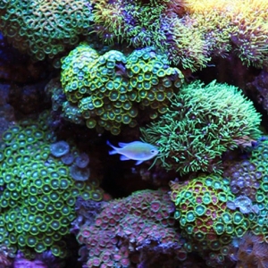 chromis against zoa background