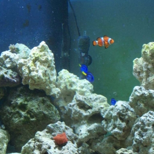 reef brite