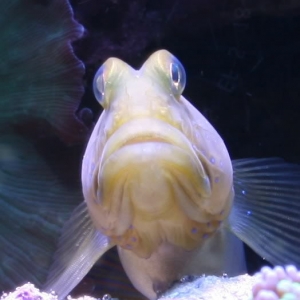 BlackFinnedShrimpGoby