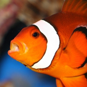 clownfish