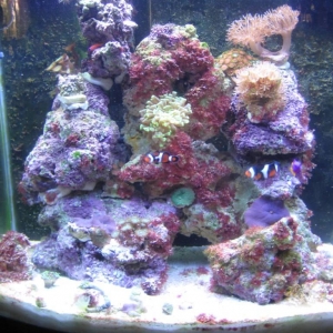 My tank as of May 2010