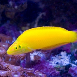 yellow wrasse