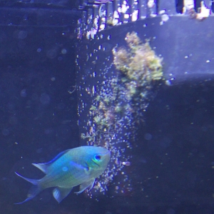 My Chromis spawning