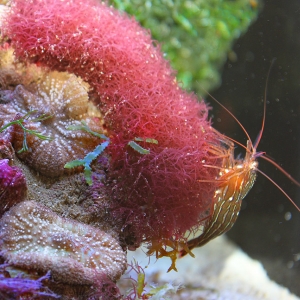 Peppermint shrimp in my Red Sea Max 130D