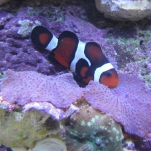 "Calypso" my clownfish and his shroom