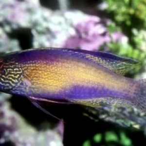 RhomboidWrasse3