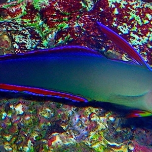 DxSOR's Purple Firefish