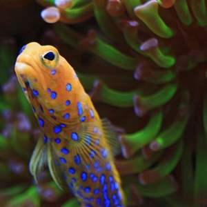 Bluespot Jawfish