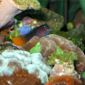 bicolor blenny