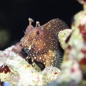 Starry Blenny