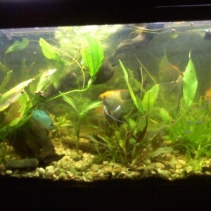 Freshwater Discus Planted Tank