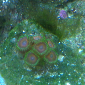 Corals