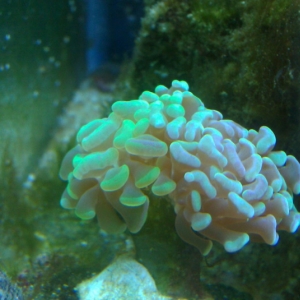 Corals