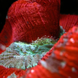 red_brain