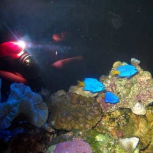 Yellow tail Blue Damsels